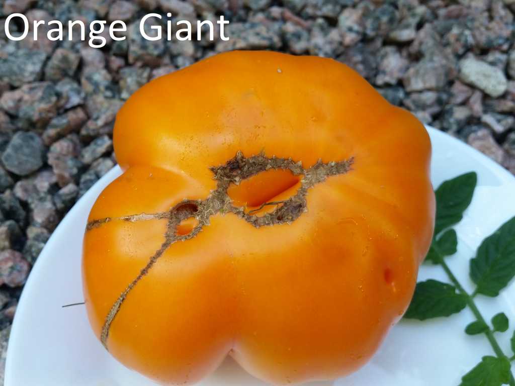 Orange Giant